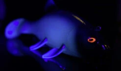 Quantum Freak Of Nature Swimbait Tench 23cm, 270g -Savaga Gear Geschaft 22 3272005r 4