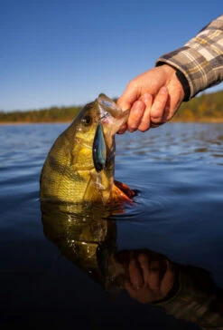 Headbanger Cranky Shad 10 Headbanger Cranky Shad -Savaga Gear Geschaft CS 25 SS BKr 5