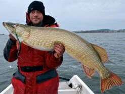 Westin Platypus 19 Cm - Sjunkande 5 Westin Platypus 19 Cm - Sjunkande -Savaga Gear Geschaft WS17112r 3